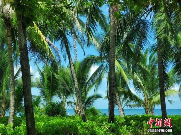資料圖：天涯區(qū)三亞灣一帶風(fēng)光旖旎。 王曉斌 攝